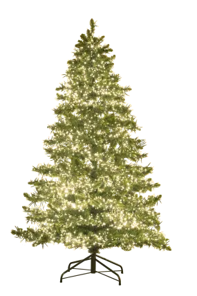 6Foot Green Oxford w/LED lights