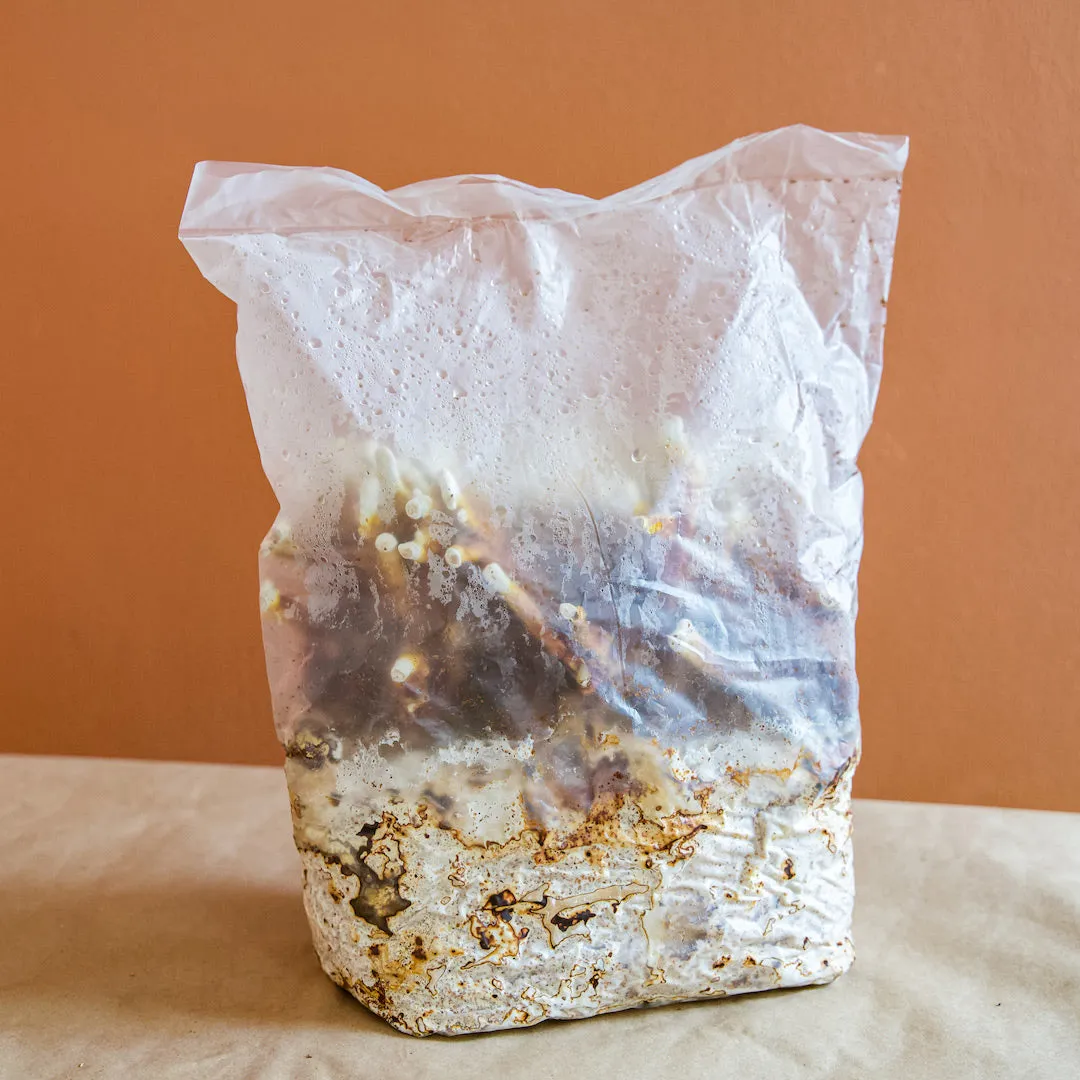 Reishi Antler Grow Kit