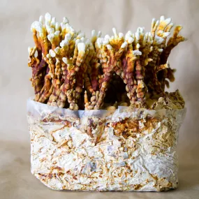 Reishi Antler Grow Kit