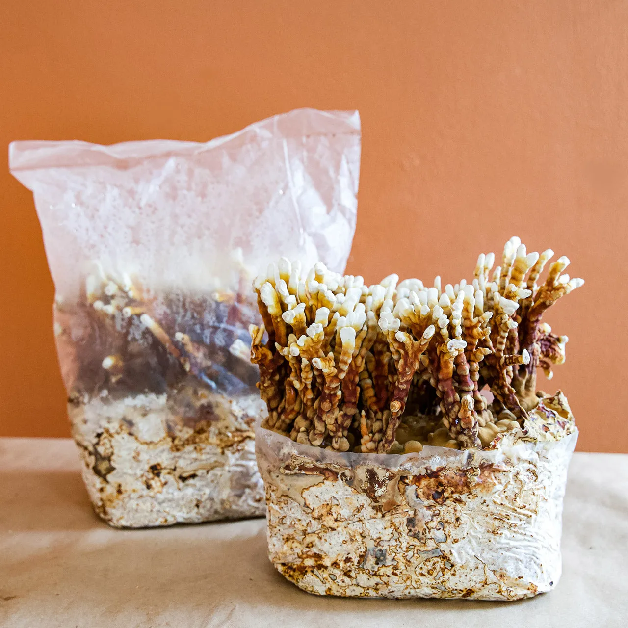 Reishi Antler Grow Kit