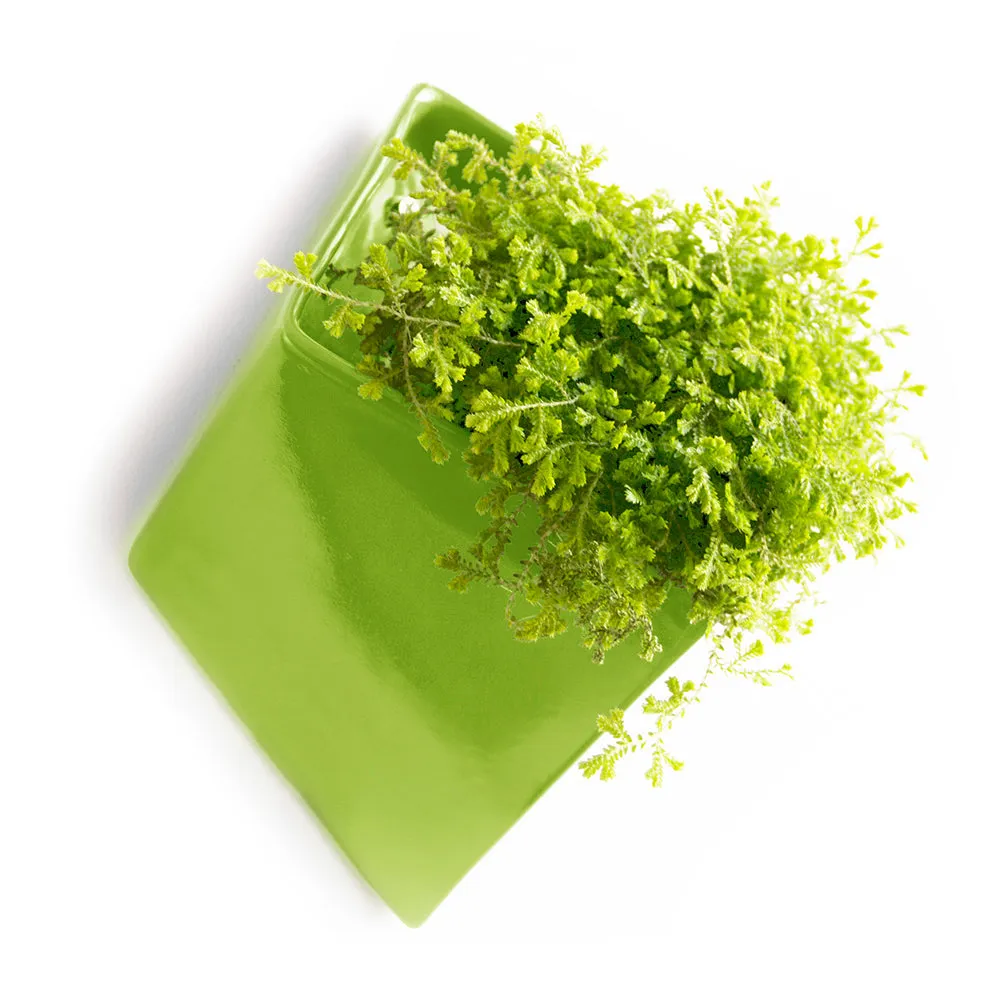 Slab Wall Planter Kits