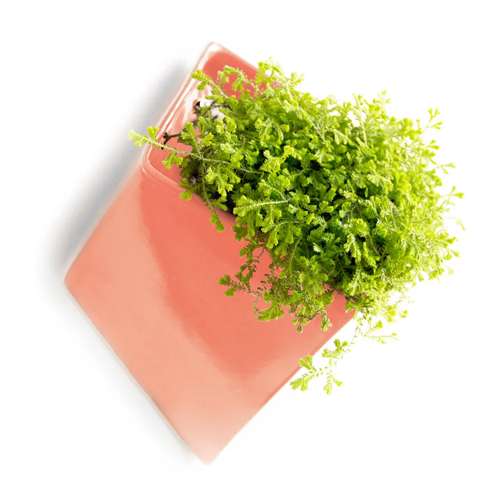 Slab Wall Planter Kits