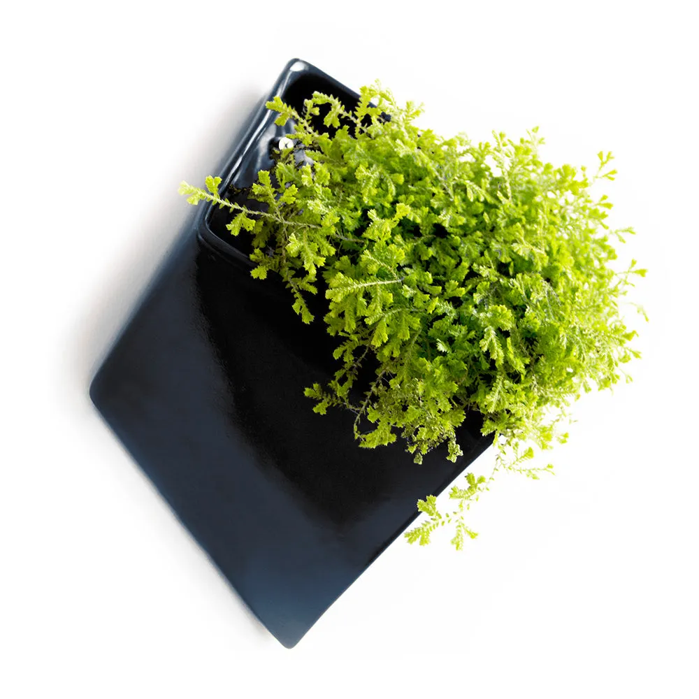 Slab Wall Planter Kits