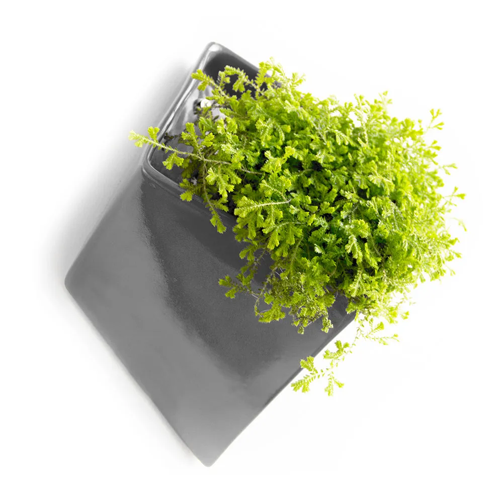 Slab Wall Planter Kits